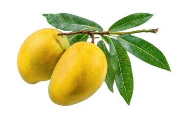 Naturally ripened yellow mangoes with green leaves isolated on white background for packaging or design use