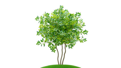 Fototapeta premium Lush green tree with multiple trunks isolated on transparent background