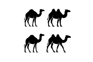 camels in the desert