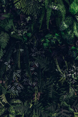 Group background of dark green tropical leaves. Green leaves pattern background. Green leaf texture,