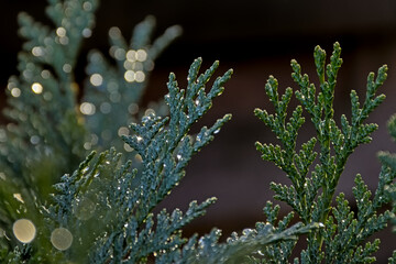 Closeup of the leafs of a cedar conifer with raindrops , backlit, selective focus with bokeh light...