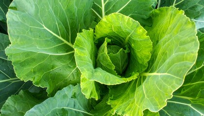 Obraz premium Healthy food background,texture - A vibrant overhead shot of a fresh, organically grown green cabbage ready for harvest. It displays a vivid green color and natural textures.