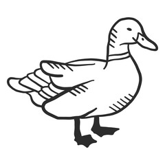Duck drake wild duck beak wing doodle bird