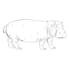 Wild animal hippo hand drawn