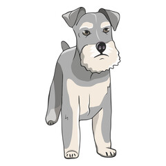 Schnauzer dog illustration