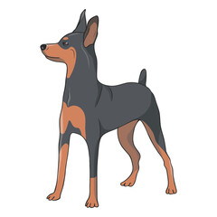 Side pinscher dog illustration