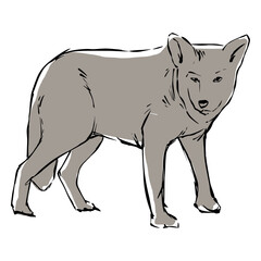 Young wolf sketch