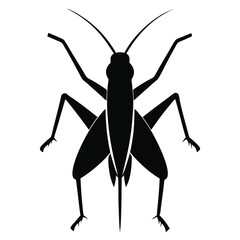 grasshopper isolated on white