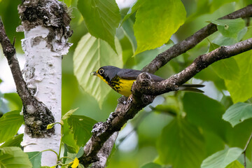 Canada Warbler Cardellina canadensis with caterpillar in beak perched on a branch

