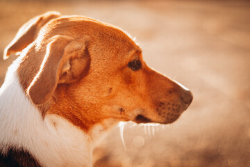 Jack russell terrier