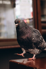 A curious pigeon