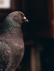 A curious pigeon