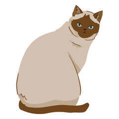 Siamese cat animal