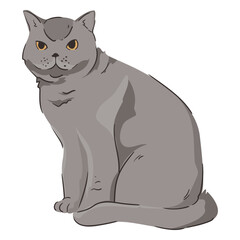 British shorthair cat animal