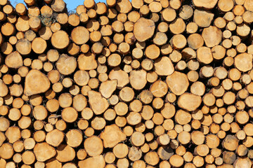 Freshly cut tree logs stacked in piles along dirt track in Scotland 