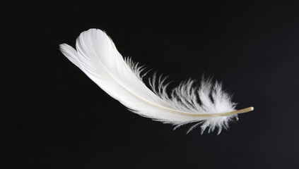 Obraz premium Delicate White Feather Against Black Background
