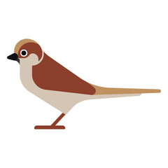 Brown and white bird standing