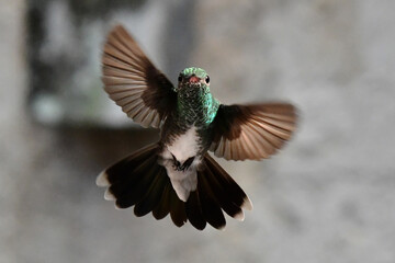  Hummingbird flying 