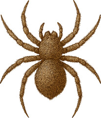Realistic 4K Spider Illustration