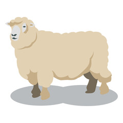 Sheep wool animal