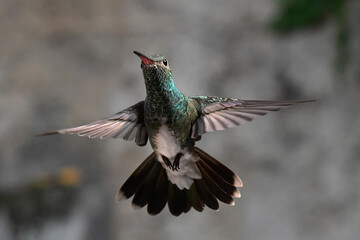  Hummingbird flying 