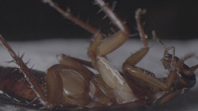 Cucaracha con lente macro 28 mm