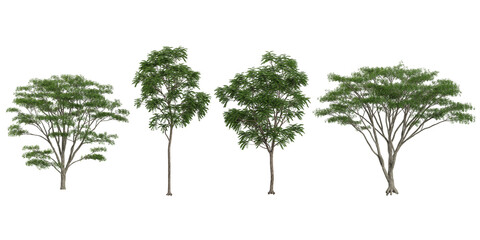 set of Ailanthus,Albizia trees on transparent background