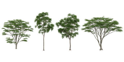 set of Ailanthus,Albizia trees on transparent background