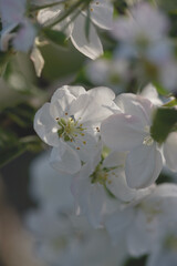 Spring blossoms delicate white flowers in bloom