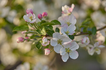 Blossoming apple flowers celebrate springs arrival