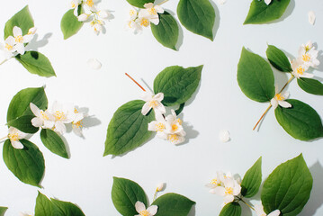 Top view, flat lay of jasmine flowers and green leaves on a pastel blue background. Ideal for eco-friendly and skincare -themed content