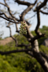 Baccaurea motleyana found in Mahabalipuram, Chennai, India is a species of fruit tree and native to Thailand, Peninsular Malaysia, Sumatra and Borneo.