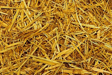 Background, texture of the floor in the barn covered with yellow straw