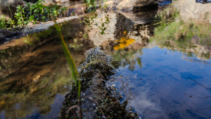 Fiori e piante delle Madonie, Sicilia