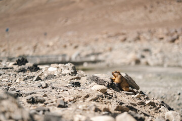 Himalayan marmot perched on rocky terrain, blending into the rugged mountain landscape under the sunlight, capturing the essence of alpine wildlife in natural, serene high-altitude habitat