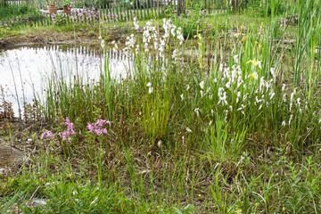 Ein Gartenteich, bepflanzt mit zahlreichen Wildpflanzen