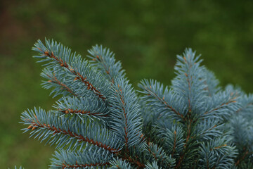 Close-up of blue spruce branches with vibrant needles and soft green background. Natural evergreen...