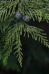 Close-up of cypress branch with green scale-like leaves and two mature cones, natural background,...