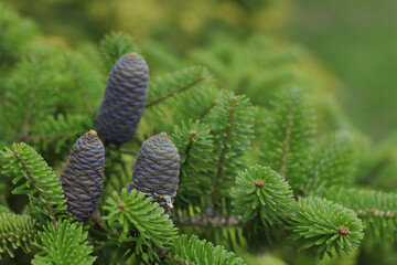 Purple fir cone on branch with green needles, macro shot in daylight