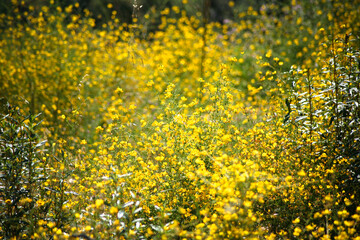 Flores silvestres amarillas