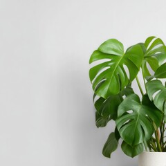 Fototapeta premium Monstera deliciosa plant in pot against white wall studio shot minimalist aesthetic indoor greenery houseplant botanical