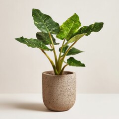 Alocasia plant in textured pot studio shot on white background indoor home decor lifestyle still life