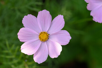 Flor de cosmos con ocho pétalos malva y estambres de color amarillo, en primer plano sobre fondo desenfocado. © peredapatri