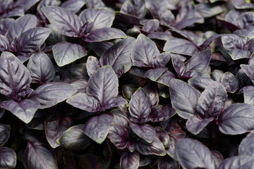 Plántulas de albahaca morada, destacando la textura de sus hojas.