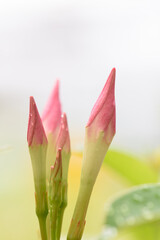 Capullos de flores de dipladenia sobre fondo claro. 