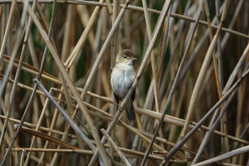 Eurasian reed warbler (Acrocephalus scirpaceus)