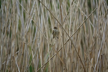 Eurasian reed warbler (Acrocephalus scirpaceus)
