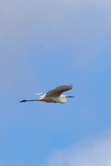 Vertical shot of a Little Egret (Egretta garzetta) flying with blurred blue sky and white clouds in the background. Arrocampo Bird Park, Spain.