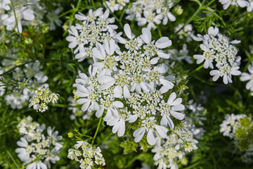 Fototapeta premium シャク