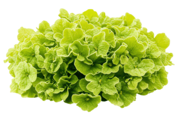 A vibrant green lettuce head crisp and fresh against a stark white background